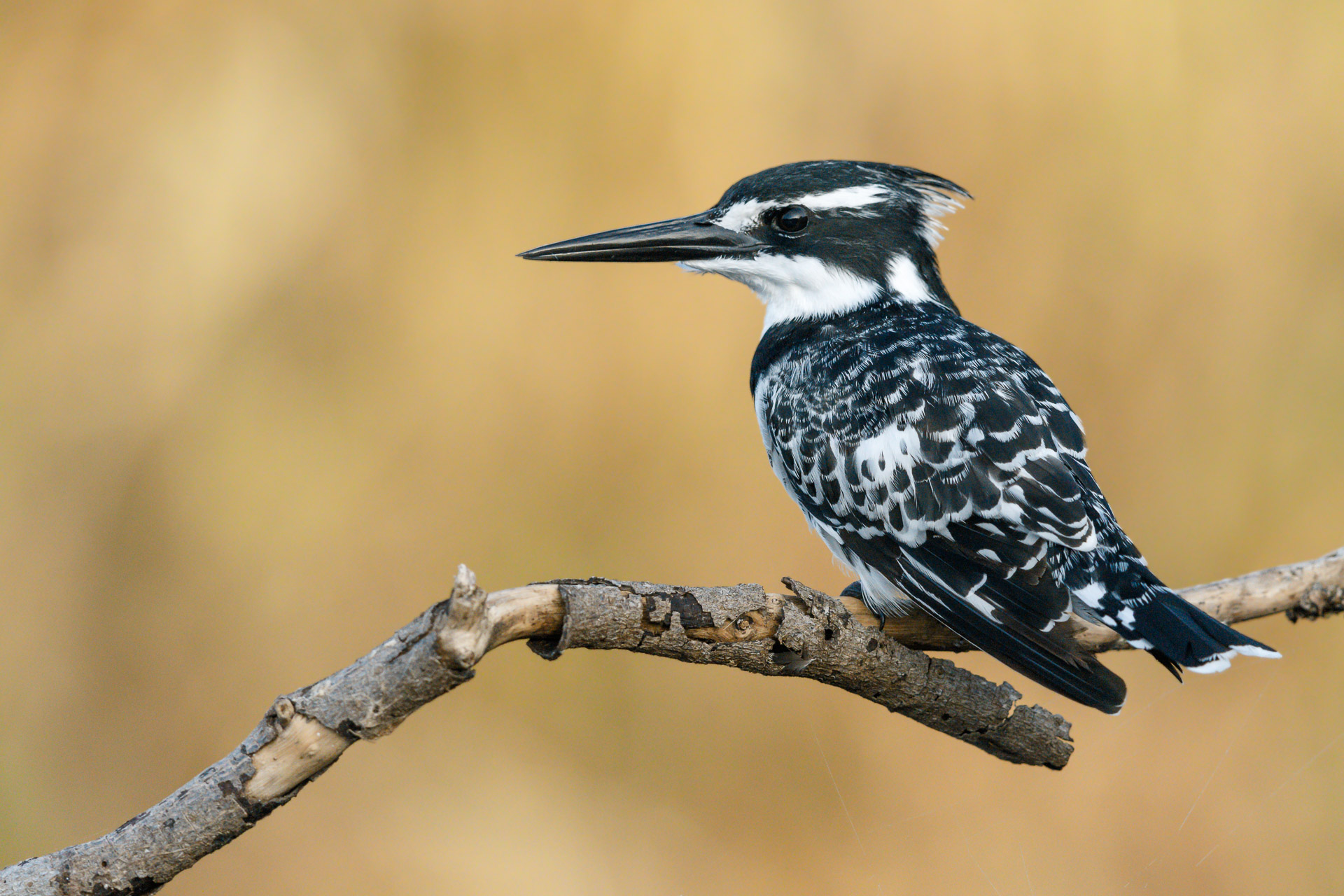 Pied Kingfisher with selective noise reduction